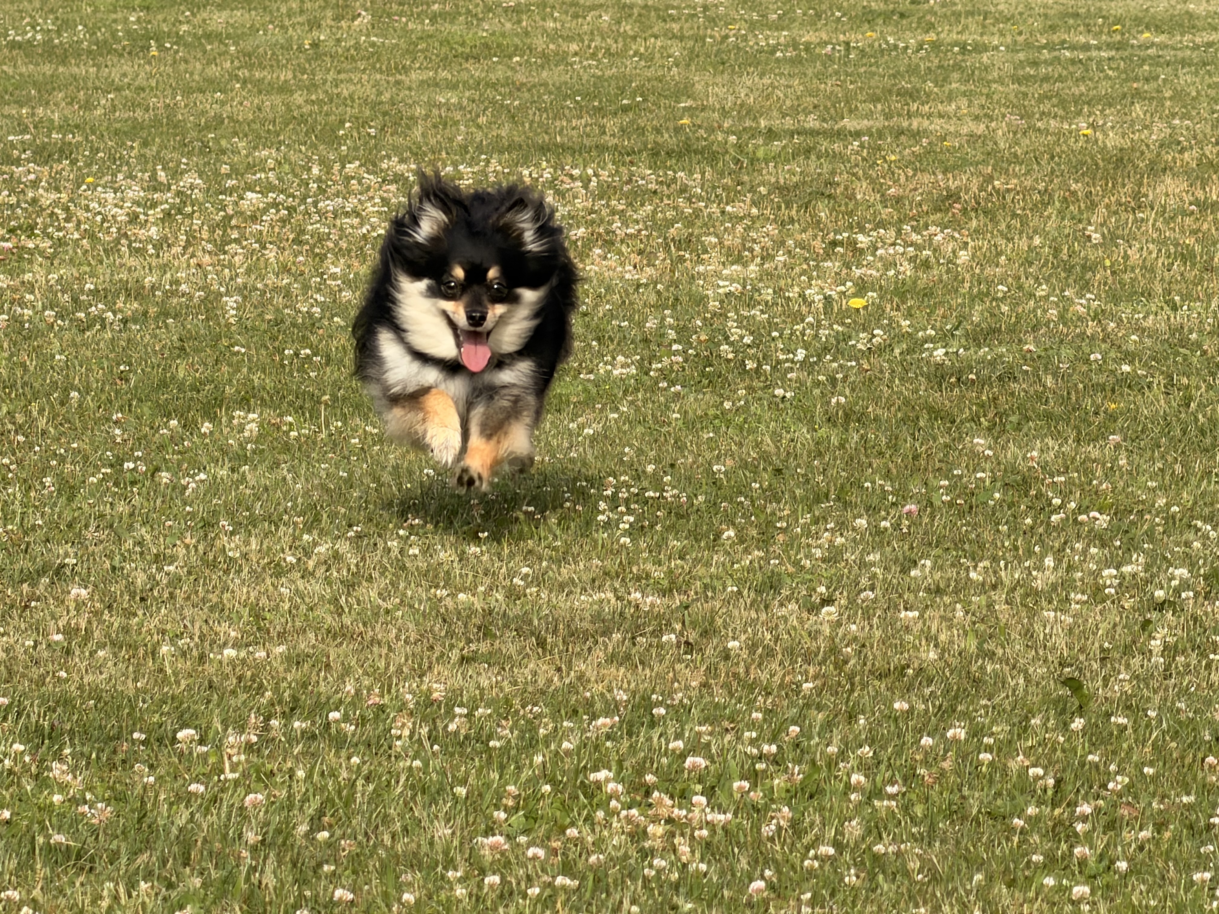 Fluffy dark dog running in a grassy field at Endeavour K9
